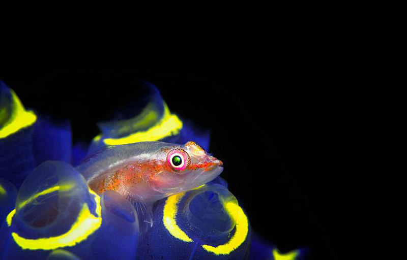 深海潜水接触神秘的海底世界,进入深海1万米发掘深海秘密