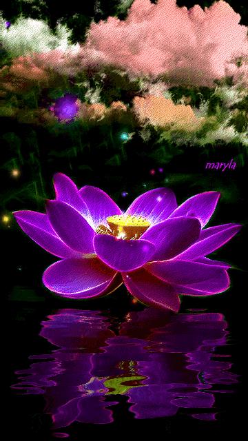 神秘的水中花,趣味神奇的水中花