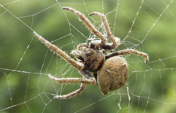 耐养便宜的小宠物有哪些,耐养便宜冷门小宠物