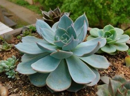 蓝石莲烂根后怎么处理,蓝石莲怎么养才能爆盆