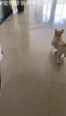 被遗弃的小法斗,法斗被遗弃