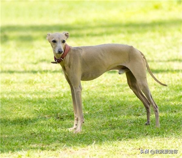 灵缇犬是跑得最快的狗吗,灵缇狗狗