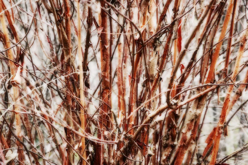 负荆请罪是怎么来的,负荆请罪用在现代有用吗