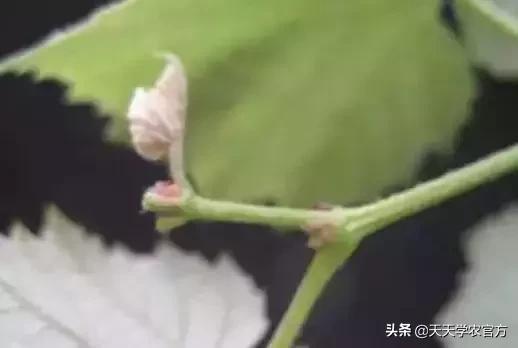 葡萄管理有门道！这2个雷区，很多新手都会踩到，还有人不知道！