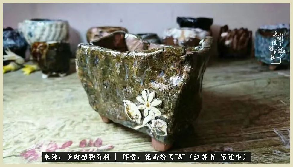 我家老臧：从反对到爱屋及乌的多肉守护人