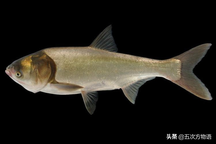 中国四大家鱼的视频,人们常说的四大家鱼