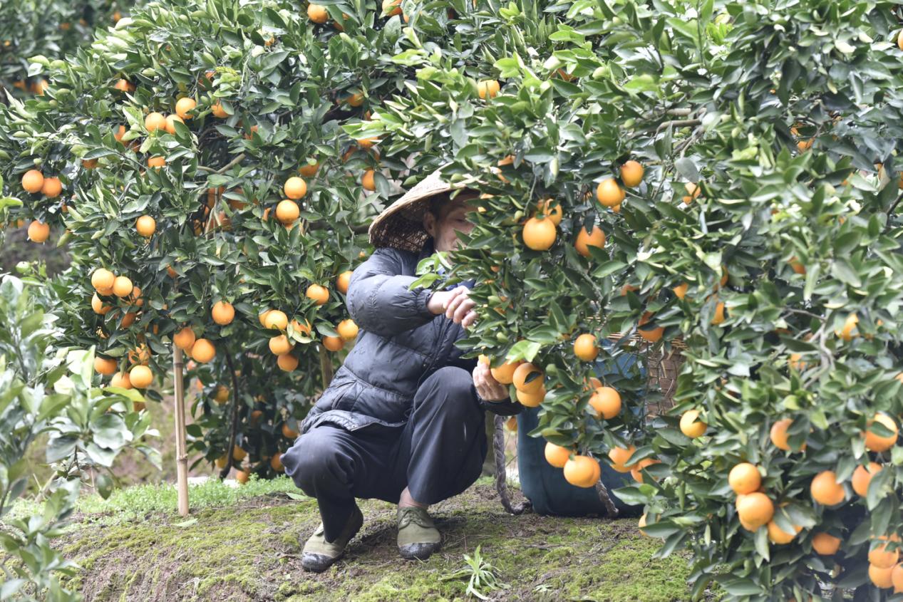 免狐扶贫项目上线，为麻阳甜橙解决销路难题