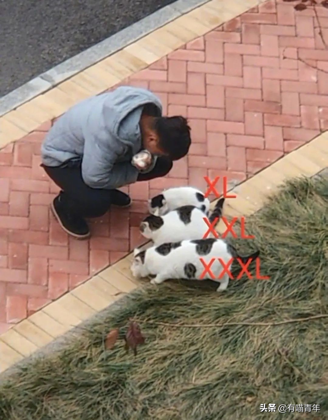 北大猫咪图鉴,中国人民大学猫咪图鉴