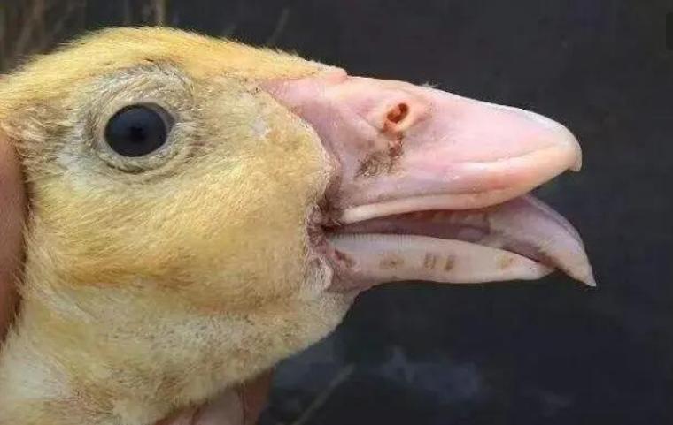 鸭大舌头病症,鸭大舌头病传染吗