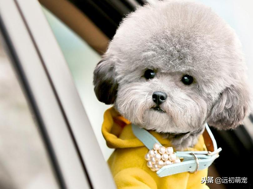 流浪宠物小泰迪怎么养好,一只小泰迪的乐趣