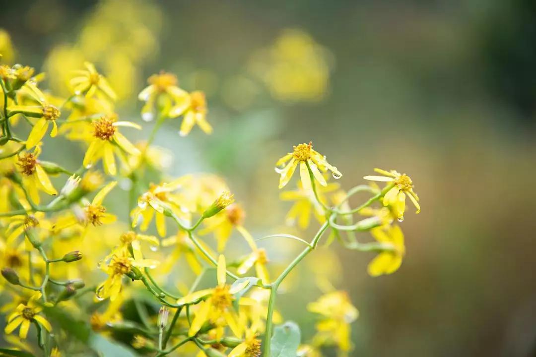 如果你累了就来这座小城吧,如果你累了就来云南吧完整版