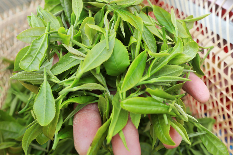 安顶山云雾茶与庐山云雾茶区别,云雾茶产地特点