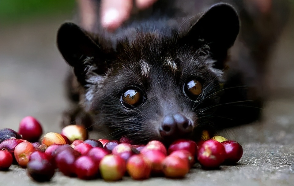 咖啡豆有多少种不同的制作方式,咖啡初学者入门认知咖啡豆