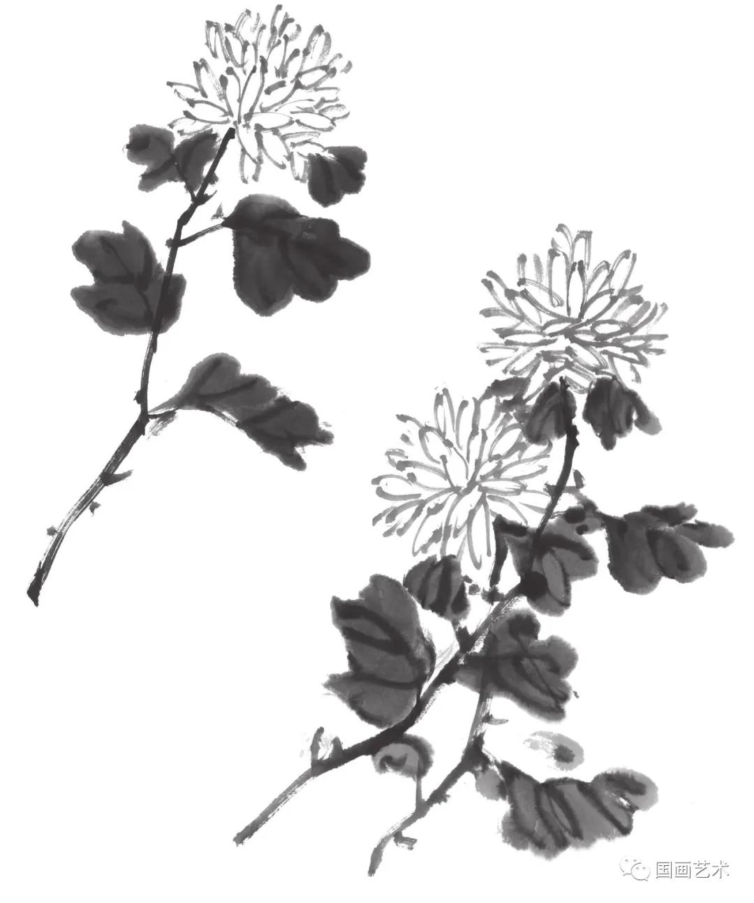 国画写意菊花龙爪菊,写意菊花画法教程简单