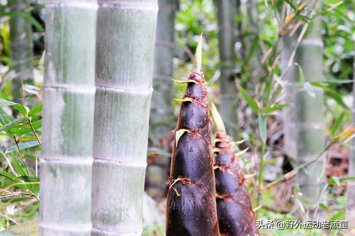 野生笋怎么做成绿色的笋干,毛笋如何制成毛笋干