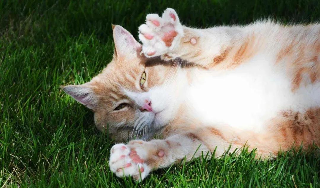 猫打疫苗要注意哪些,猫打疫苗有什么要注意的