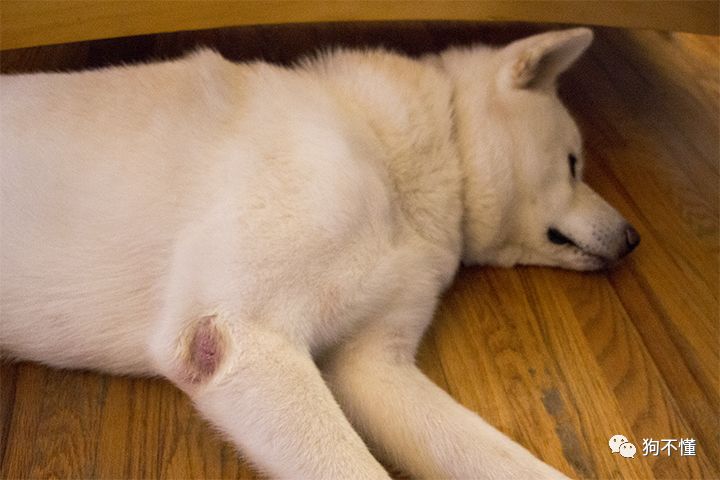 狗腿上有老茧？都是主人的祸