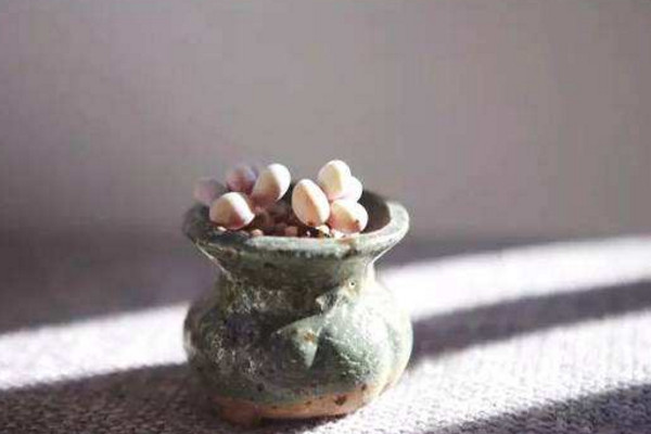 多肉叶插发芽慢怎么办,多肉香槟叶插多长时间出苗