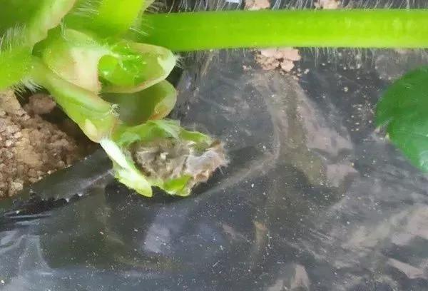 草莓叶子发黄边缘干枯补救方法,草莓心叶子萎蔫怎么办