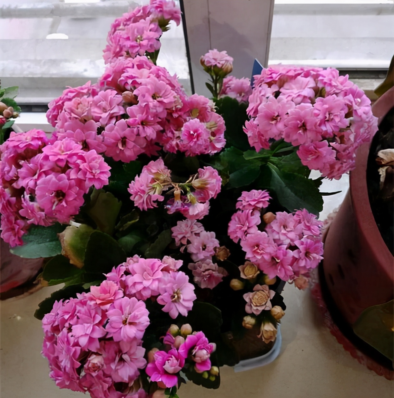 养花人养的花都有哪些,什么花养人又健康又好养