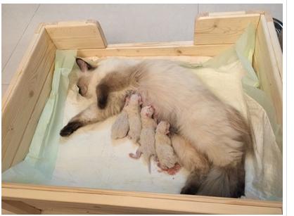 猫最好用什么猫窝,各种猫窝的视频大全