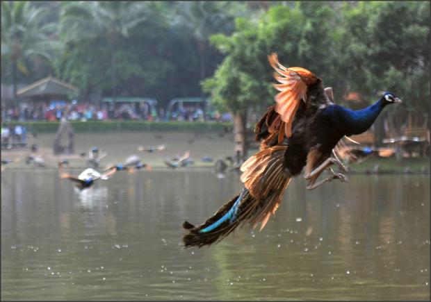 浣犲惉璇磋繃椋為笩鍜岃潐鐨勬晠浜嬪悧,绗欑嫭濂忔洸鍑ゅ嚢灞曠繀璧忔瀽璁茶В
