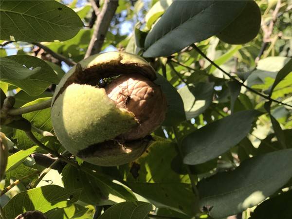 磁山文化核桃,走进磁山文化博物馆