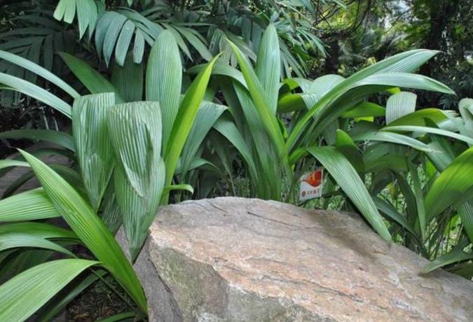 农村四季常青的野草,最值钱的野草排行榜