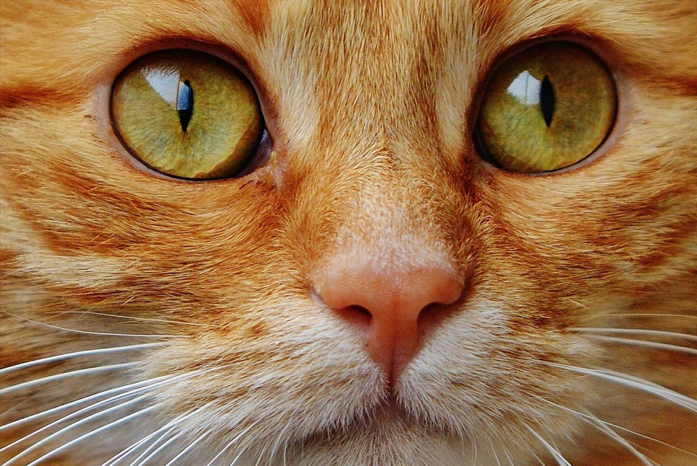 猫鼻子干燥嗜睡无精神不吃饭,猫鼻子干燥是什么原因