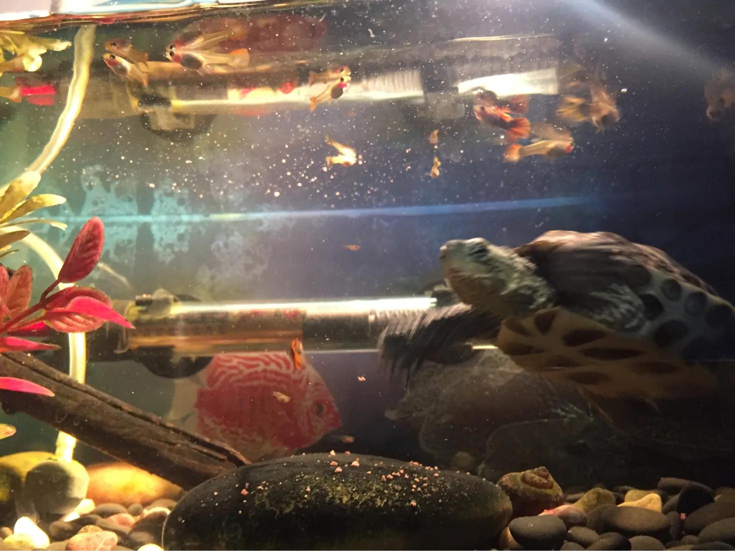 那些年我们养的小动物,盘点这些年我养过的动物