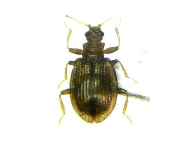 果实防日灼最好的方法,果实保卫战