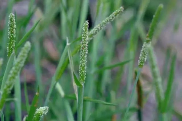 农村常见野花野草,这些野菜农村随处见
