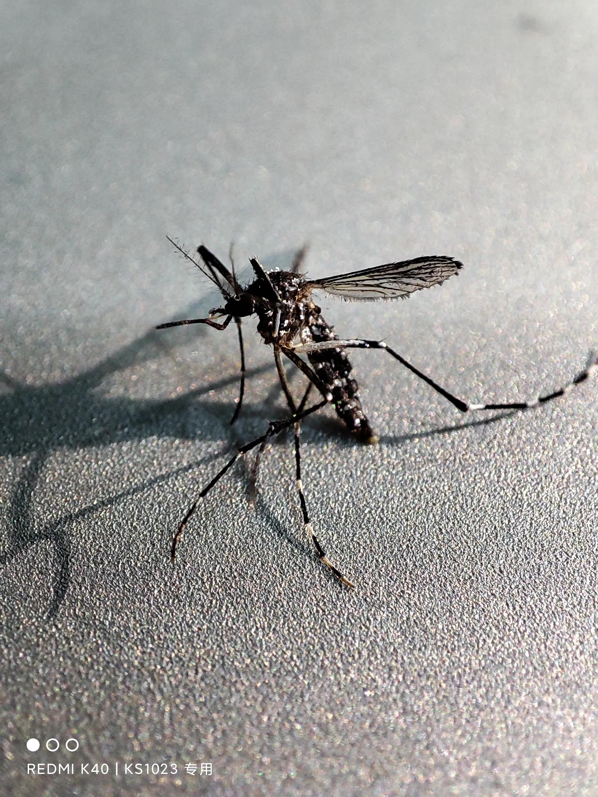 红米k40全部参数页面,红米k40多久出的