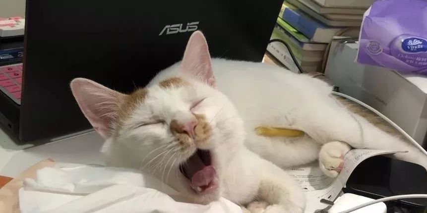 小佩闷死猫后续,小佩猫窝现在还有吗