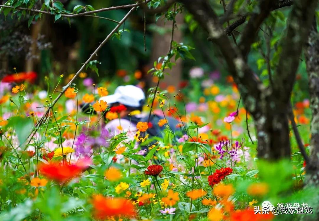 100张照片一百种幸福,100张图片带你去云南