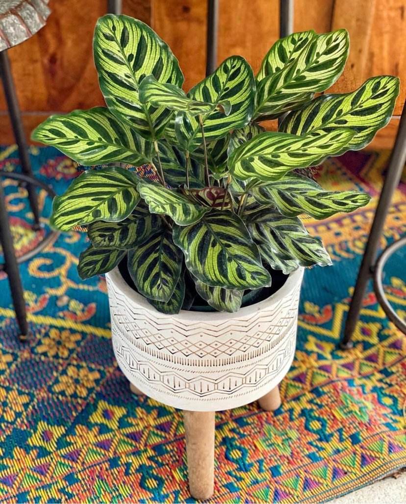 100种适合室内养的植物盆栽,10种适合室内摆放的花卉盆栽推荐