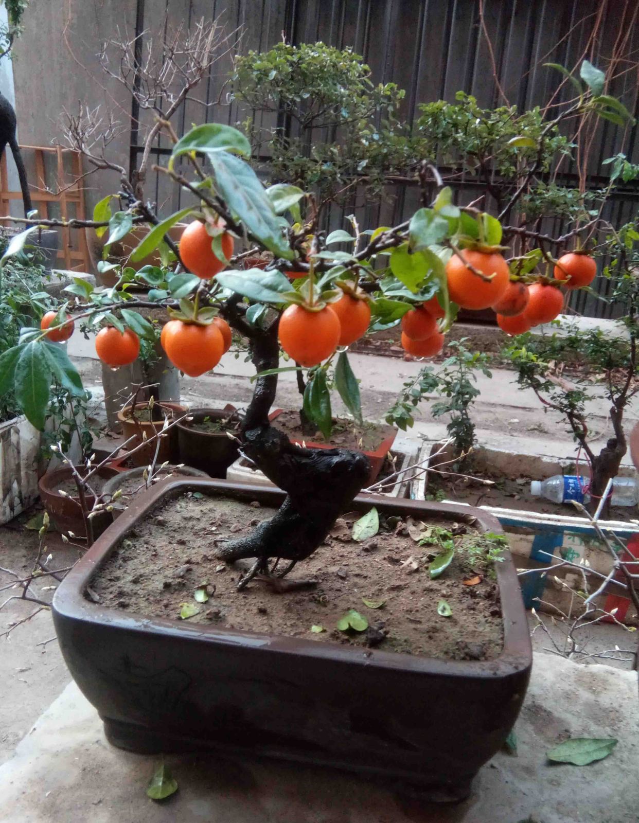 盆景金弹子活桩如何逼芽,盆景原生母桩小叶金弹子