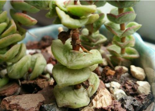 多肉钱串叶子皱皱巴巴是怎么回事,钱串叶子发软怎么办