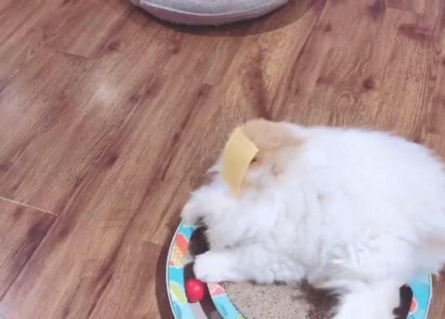 芝士为什么能顶住猫,最近网上说一片芝士就能封印猫咪