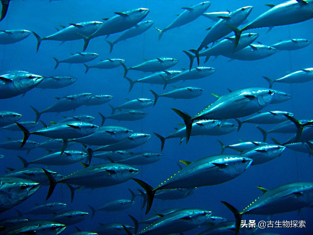 金枪鱼被吃光,金枪鱼被吃掉了