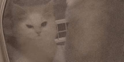 宠物烘干机便捷,宠物烘干机可以烘衣服吗