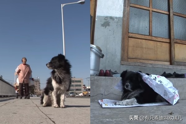 狗狗后腿瘸了给它坐了专属轮椅,狗狗瘸腿扶主人