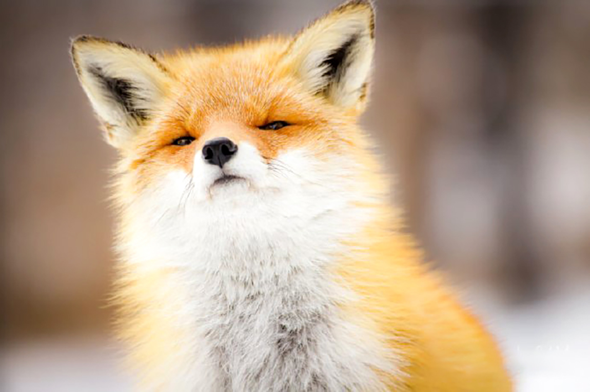 五大家是保家仙还是出马仙,民间故事之东北出马仙