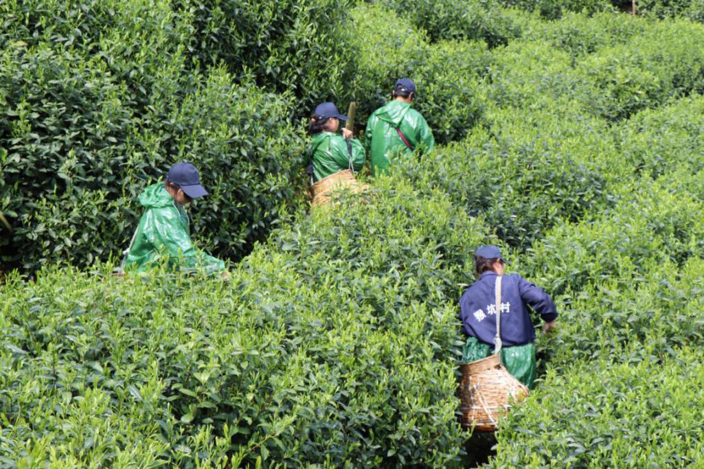 人间有味是清欢旅游,人间有味是清欢赏桂记