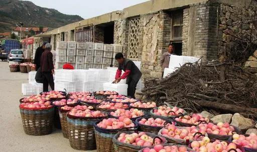 苹果滞销现在怎么样,苹果滞销现状及处理方案