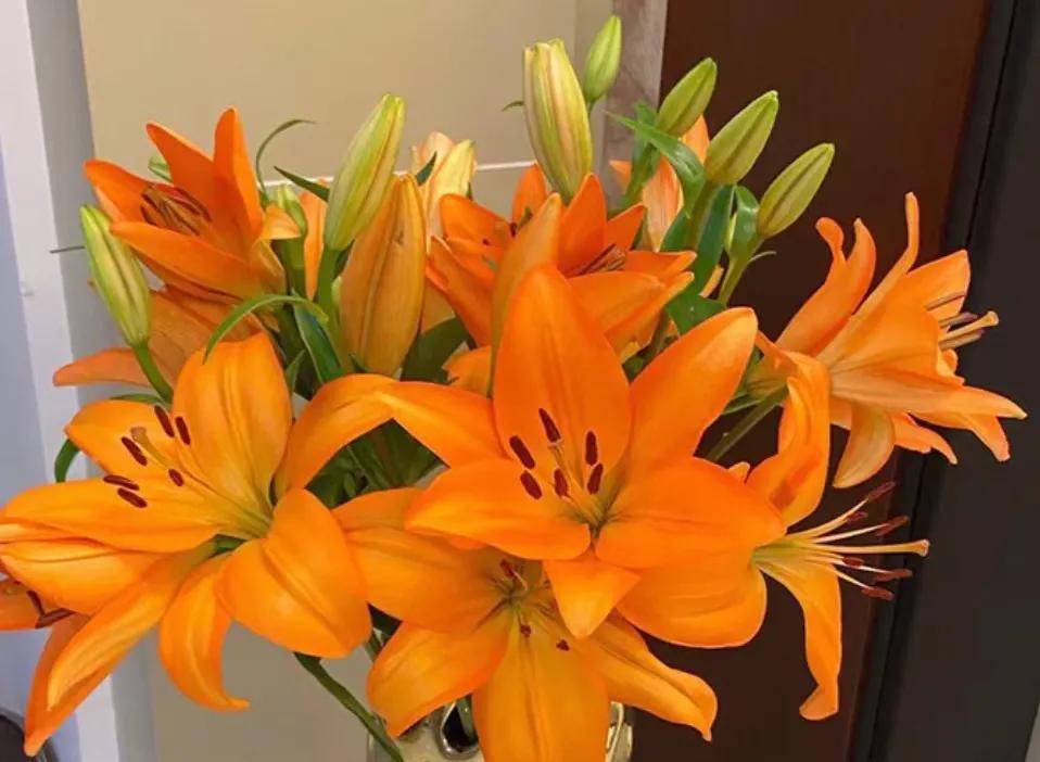 百合象征的品质精神,橙色百合的花语是什么