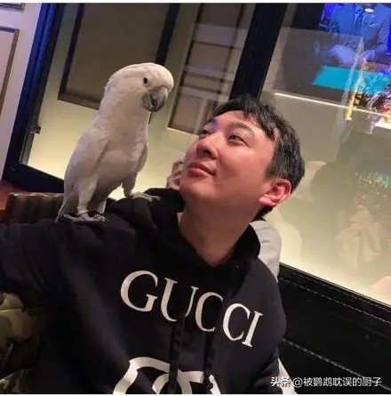 王校长养熊猫,王校长养了什么狗