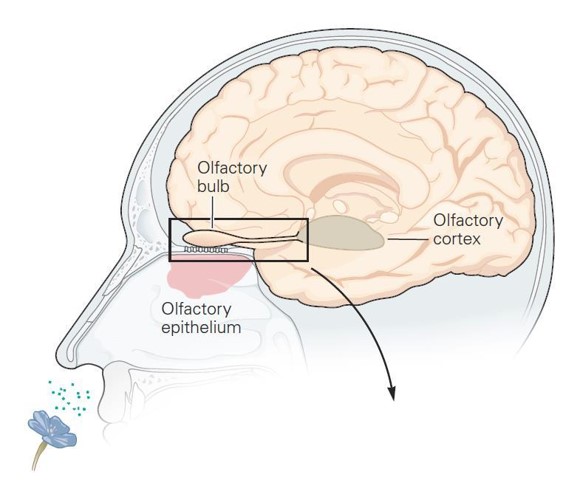 大脑新皮层和边缘系统的关系,皮层和新皮层