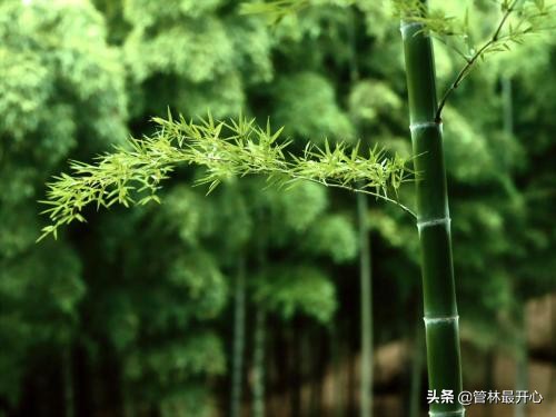 文人骚客喜欢用植物中的什么,古代文人志士喜爱哪些植物