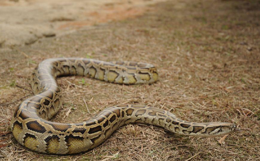 30公斤巨蟒进村吃200只鸡,巨蟒真实吞食野猪